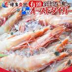 ショッピングおせち 天然海老 1.5kg 約35尾前後 有頭 エビ えび オーストタイガー 海鮮 おせち 送料無料