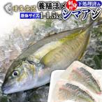 送料無料 シマアジ 刺身 フィレ 食べ物 冷蔵 1kg〜1.5kg 九州 鮮魚 活〆 贈答用 海産物 海鮮 おつまみ お取り寄せグルメ 九州 土産 お土産