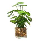 ENN LLC интерьер для искусственная зелень вечнозеленое дерево способ искусственный цветок декоративное растение ( таро. лист )