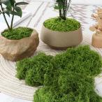 TMR.Breath G человеческий труд мох искусственный цветок закрытый / наружный техническое обслуживание необходимо ..DIY ручная работа насекомое ... рычаг нет ( Gree 