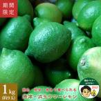  специальный отбор товар Saga Karatsu производство . шар summer лимон 1kg 9 шар передний и задний (до и после) (1 шар на примерно 110g) бесплатная доставка лимон зеленый лимон ( Hokkaido * Okinawa доставка отдельно )