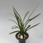 【中国春蘭】　翠蓋２（すいがい）/　花　蘭　東洋蘭　春蘭