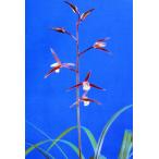 [ Япония холод орхидея ] красота .(....)/ цветок орхидея Восток орхидея холод орхидея 