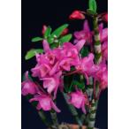 [ камень . цветок предмет ( Dendrobium moniliforme )]...(.....)/3~4 статья 