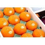 ショッピング甘平 甘平（かんぺい）愛媛Queenクイーンスプラッシュ通販 糖度13度以上 栽培全量の10％ほどの希少性　約8玉〜約12玉