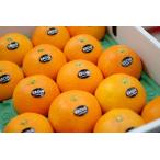 紅まどんな通信販売 お歳暮に愛媛県ゼリーの様な食感が特徴の柑橘を販売取寄。約8玉〜約15玉