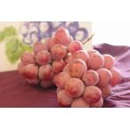 クイーンニーナ葡萄通信販売大粒で種...