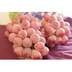 クイーンニーナ葡萄取寄販売大粒で種...