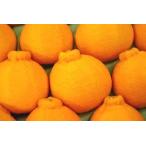 お歳暮デコポン通販 糖度約13度の凸が特徴の柑橘を販売取寄。12月配送中箱　約7玉〜約9玉 熊本・他産地