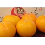 Yahoo! Yahoo!ショッピング(ヤフー ショッピング)みしらず柿販売 会津身不知柿を通販お取り寄せ 福島県 小箱 2Ｌ〜3Ｌ 約8玉 個選及びＪＡ