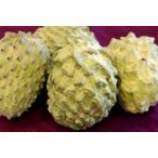 チェリモヤ・アテモヤ通販 別名森のアイスと呼ばれる果物を販売取寄。約2ｋｇ 約4個〜約8個 沖縄産