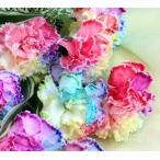 レインボーカーネーション (7本) の花束【20024】※かすみ草を追加出来ます(+550円)