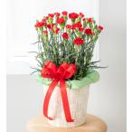 母の日 フラワーギフト 花キューピット　鉢植 （カーネーション鉢）【レッド 521375】