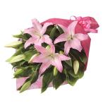 花キューピット 花束 【524075】