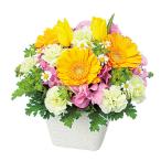 花キューピット アレンジメント 春のお祝い 1〜3月 お祝い  卒業祝 入学祝 ホワイトデー 誕生日 記念日 イベント 発表会 お見舞 歓送迎 【525096】