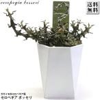 ショッピング多肉植物 セロペギア ボッセリ 3号 9cmプラ鉢 多肉植物 観葉植物 seropegia bosseri