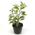 フィカス ベンジャミン ラブリー 3号ポット 観葉植物