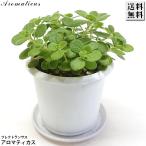 アロマティカス 4号 プラ鉢 鉢皿付 