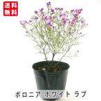 ボロニア ピナータ ホワイトラブ 35号ポット苗 常緑低木 香り 庭木 ガー…