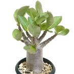 アデニウムアラビカム3.5号プラ鉢...