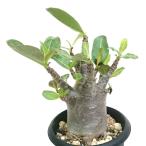 アデニウムアラビカム3.5号プラ鉢...