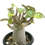 アデニウムアラビカム3.5号プラ鉢...