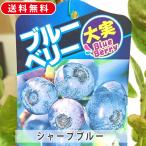 サザンハイブッシュ系 シャープブルー 暖地に適した ブルーベリー 苗木 4.5号 高さ40cm〜60cm ベリー 果樹 果樹苗 苗 ガーデニング 庭木 記念樹