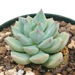 多肉植物グラプトベリア属デュデュバ...