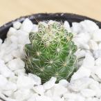 銀手毬 ギンテマリ マミラリア属 サボテン 2号 6cm