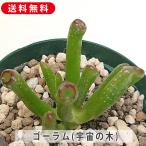 多肉植物クラッスラ属ゴーラム宇宙の...