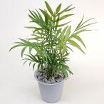 観葉植物 テーブル ヤシ チャメドレア 生花観葉植物 4号プラ鉢 高さ25cm-30cm