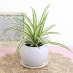 観葉植物 オリヅルラン 空気浄化観葉植物  陶器鉢プラ鉢皿付  室内装飾 ギフト 贈り物