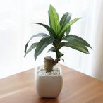人工観葉植物フェイクグリーンドラセ...