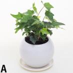 品種おまかせアイビーヘデラ丸陶器鉢...