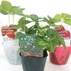  клубника рассада случайный 3 рассада комплект товар вид .. клубника старательно ....... .... сырой ......... еда . сравнение клубника клубника 3 номер овощи плоды ликвидация товар 