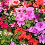 インパチエンス インパチェンス　花苗 12鉢セット 3号 9cm ポット 花色おまかせ商品です 花色の指定は出来ません