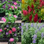 苗 花苗の人気商品 通販 価格比較 価格 Com