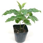 コーヒーの木 3号 ポット苗 果樹 観葉植物 インテリア 室内 装飾 リビング 玄関 誕生日 贈答品 御祝 ギフト プレゼント 開店祝い 開院祝い 御中元 送料無料