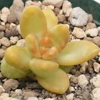 多肉植物セダム属銘月めいげつカット...