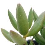 多肉植物コチレドン属モンキーネイル...