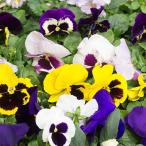 花苗パンジー3号苗12鉢セット花色...