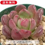 多肉植物ピンクルビーグラプトベリア...