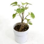 ポリシャス タイワンモミジ 2.5号 観葉植物 インテリア 室内装飾 雑貨 玄関 リビング おしゃれ かわいい 誕生日 プレゼント ギフト 癒し お祝い お中元 お歳暮