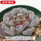 ショッピングエケベリア 多肉植物 レッドベルベット エケベリア属 カット小苗 多肉 寄せ植え 鉢植え 増やし方 苗 カット苗 送料無料 観葉植物 多肉