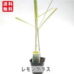 レモングラスレモンソウハーブの苗香...
