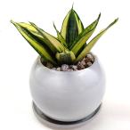 父の日 サンスベリア ハニー 陶器鉢 プラ鉢皿付 室内装飾 観葉植物