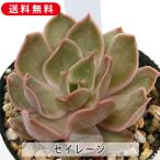 多肉植物 セイレーン エケベリア属 カット小苗 多肉 寄せ植え 鉢植え 増やし方 苗 カット苗 送料無料 観葉植物 多肉