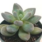 多肉植物パキフィツム属紫麗殿しれい...