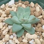 多肉植物 セデベリア属 スノーキャンディー カット極小苗 7.5cmポットで撮影