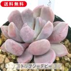 多肉植物トップシーデビーグラプトベ...